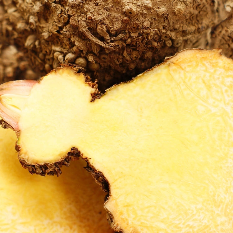 Konjac plant representing glucomannan in Athonix OFFSET