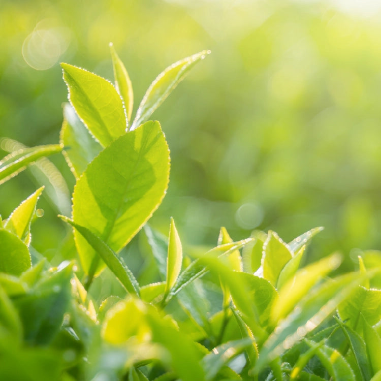 Green tea leaf representing L-theanine in Athonix OFFSET