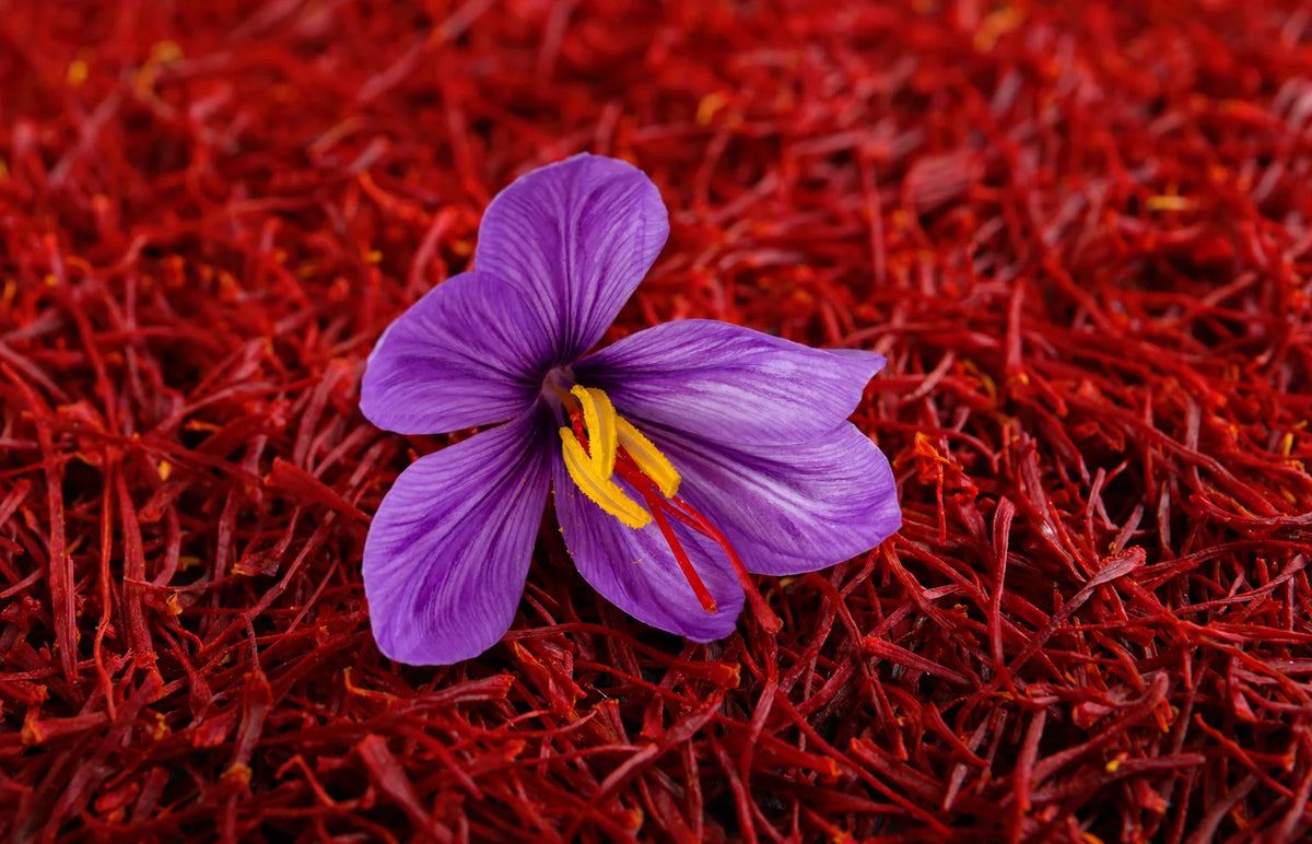 Saffron flower on dried saffron threads representing Supresa saffron extract in Athonix OFFSET